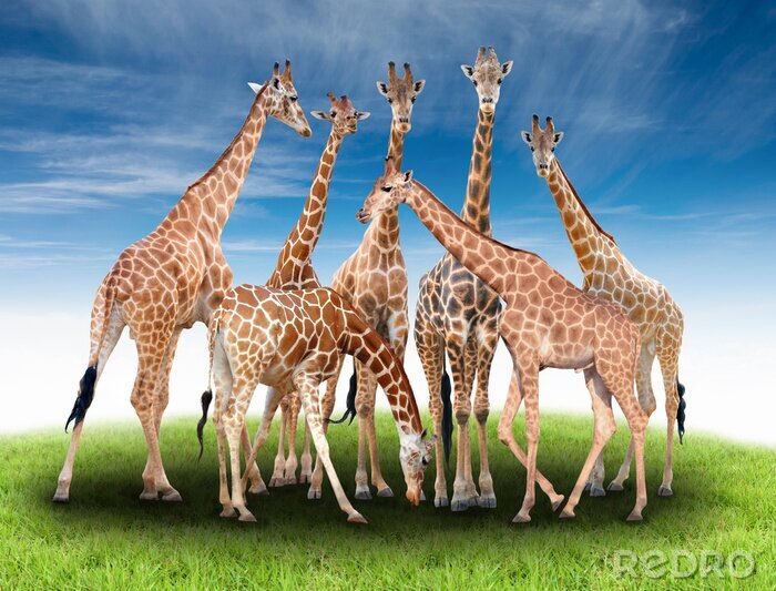Poster groep van giraffe