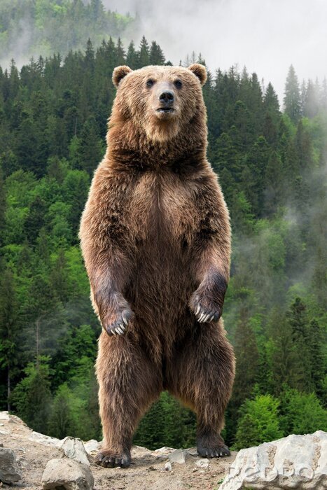 Poster Grote bruine beer die zich op zijn achterste benen bevindt