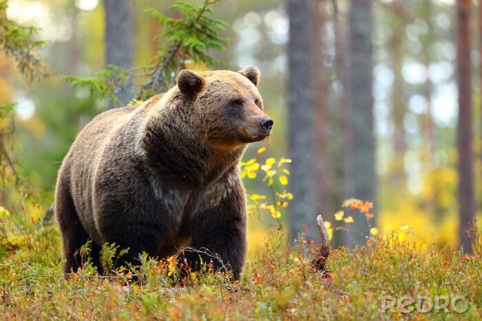 Poster Grote bruine beer in een kleurrijk bos die kant bekijken