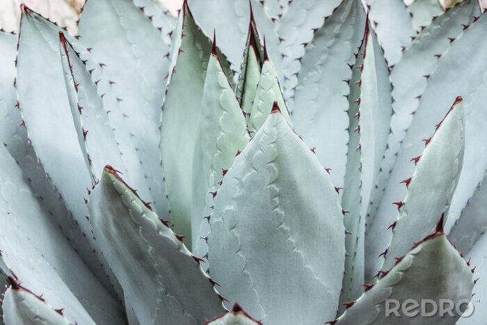 Poster grote groene vetplant met doorn