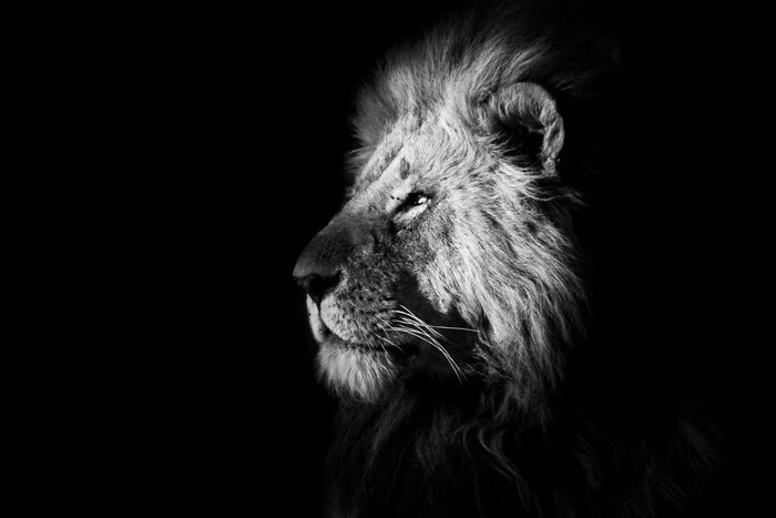 Poster Grote kat op een zwarte achtergrond