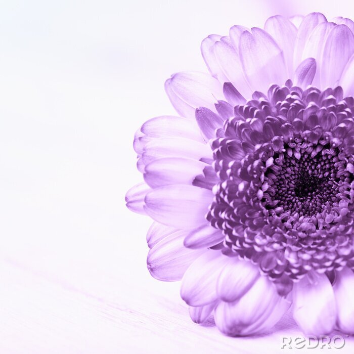 Poster Grote paarse bloem