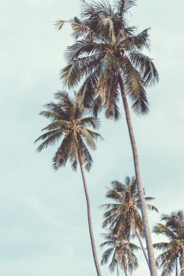 Grote tropische palmbomen