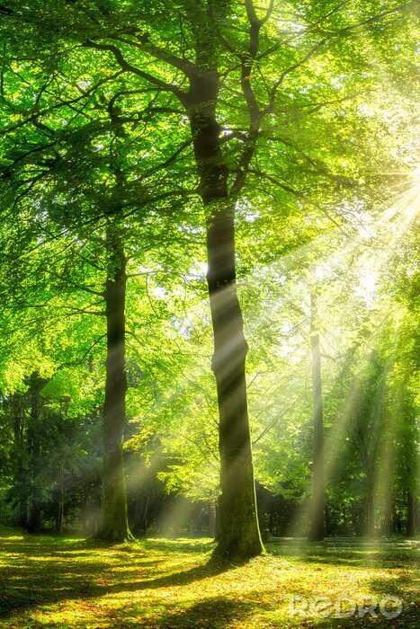 Poster Grüner Wald im Sonnenlicht