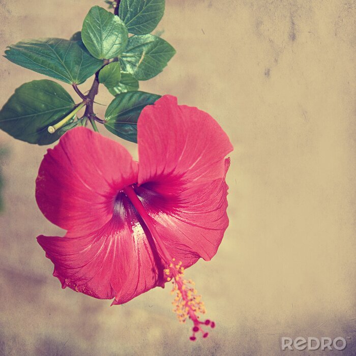 Poster Grunge achtergrond met roos