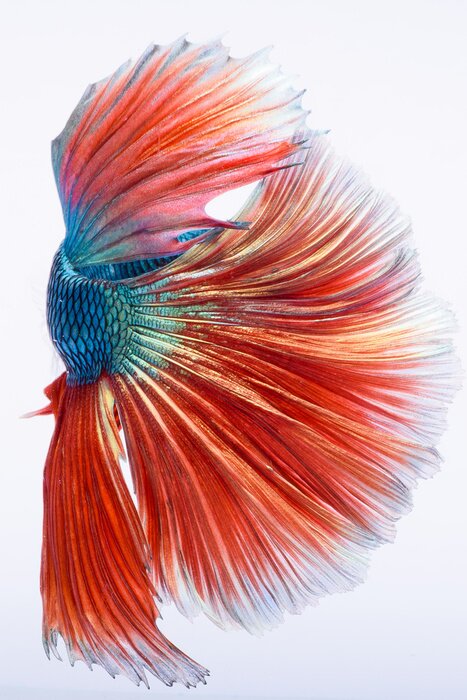 Poster Halfmoon betta vis, siamese vechten vis, Capture verplaatsen van vis, abstracte achtergrond van vissenstaart