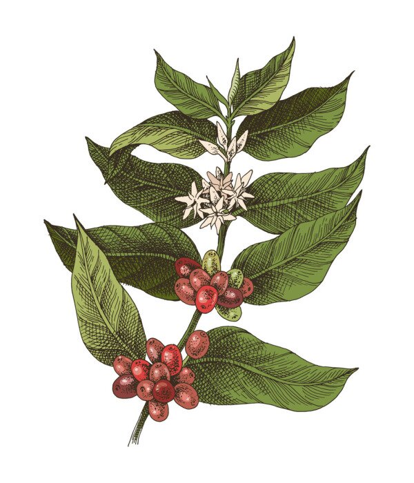 Poster Hand drawn colorful coffee plant.