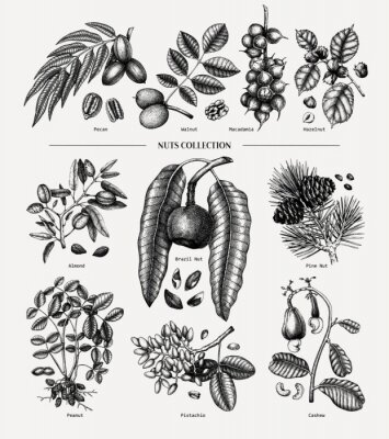 Poster Hand drawn nut trees and plants collection. Botanical elements set. With branches, nuts, fruits, leaves, conifers and cones sketches. Culinary nuts vector illustrations. Healthy food drawings.