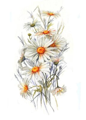Poster -Hand getekende aquarel tender zomer bloeien. Artistieke madeliefjes bloemen. Wilde kamille tekening. Natuurlijke illustratie voor de decoratieve ontwerp op de witte achtergrond.