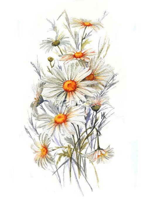 Poster -Hand getekende aquarel tender zomer bloeien. Artistieke madeliefjes bloemen. Wilde kamille tekening. Natuurlijke illustratie voor de decoratieve ontwerp op de witte achtergrond.