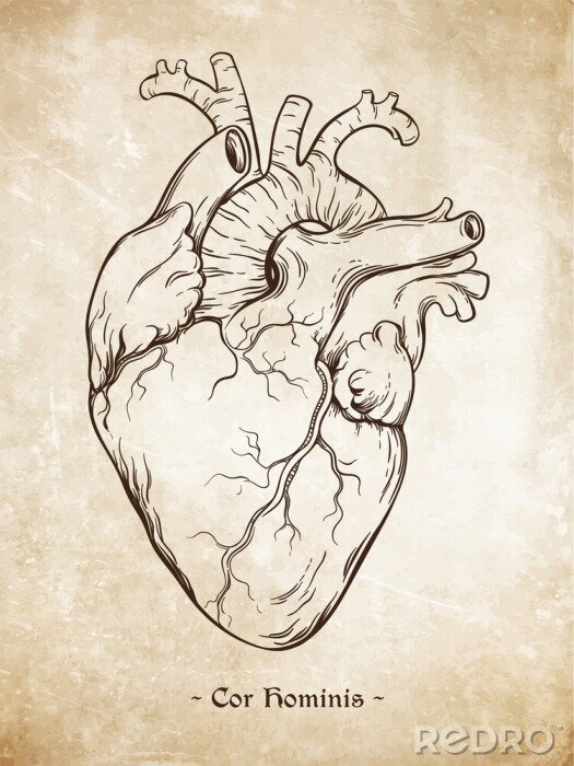 Poster Hand getrokken lijn art anatomisch correcte menselijk hart. Da Vinci schetst stijl over grunge oud papier achtergrond. Vintage tattoo ontwerp vector illustratie. Enscription is Latijnse term &quot;menselij