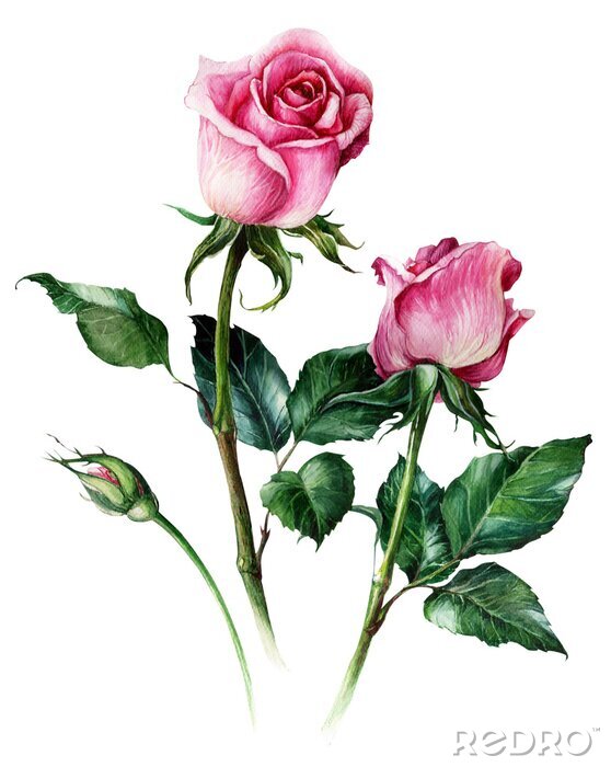 Poster Hand schets rozen