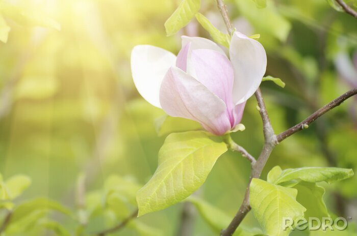 Poster Heldere magnolia in de stralen