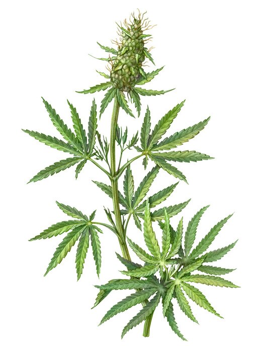 Poster Hennep op een witte achtergrond