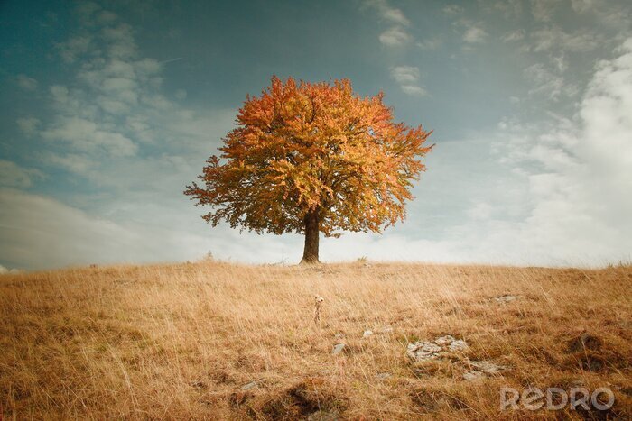 Poster Herfst boom natuur