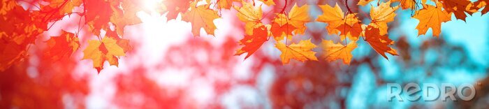 Poster Herfst esdoorn bladeren op een tweekleurige achtergrond