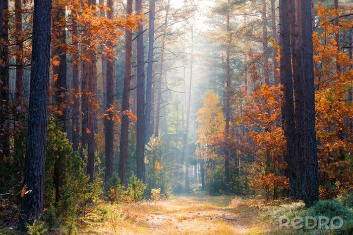 Poster Herfst landschap