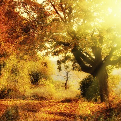 Poster Herfst landschap van bladverliezende wouden