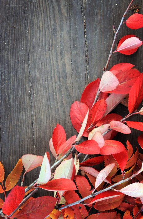 Poster Herfst stilleven