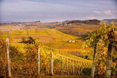 Herfst wijngaardlandschap