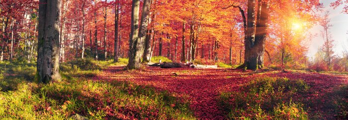 Poster Herfstbeuken in het bos