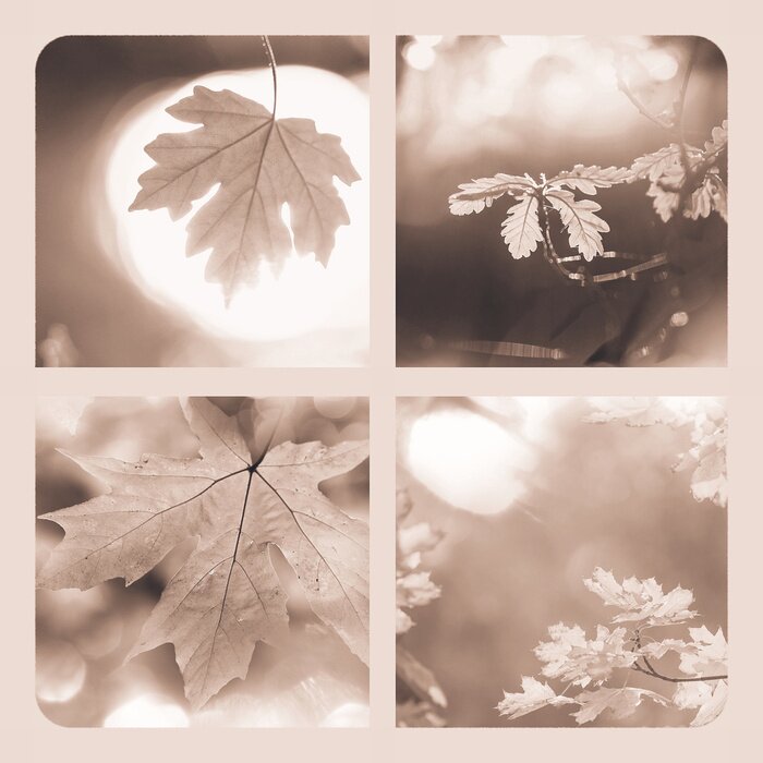 Poster Herfstbladeren in sepia