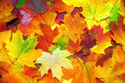 Poster Herfstkleuren gemaakt van esdoornbladeren