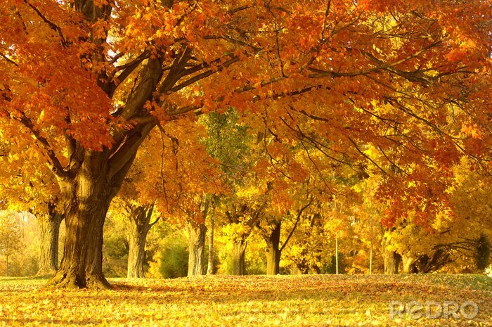 Poster Herfstkleuren in een bladverliezend park