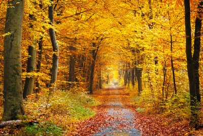 Herfstkleuren in een bos dat door een weg is doorgesneden