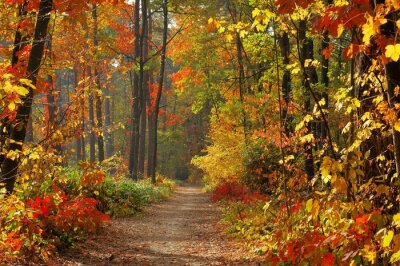 Poster Herfstkleuren in een dicht bos