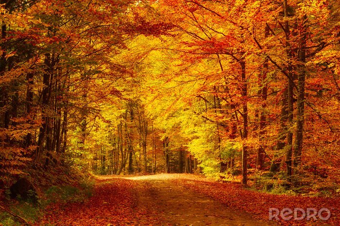 Poster Herfstkleuren in een oranjegeel bos