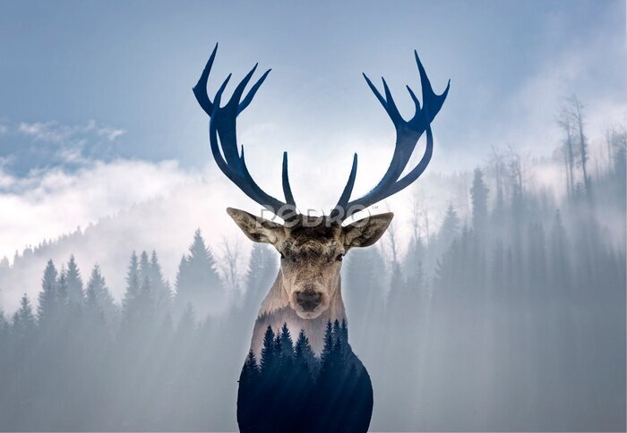 Poster Hert en bos in de mist