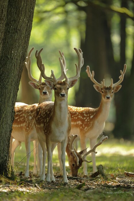 Poster Herten bosdieren