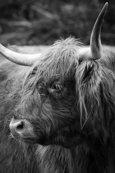 Poster Hertenhoofd op een zwarte achtergrond