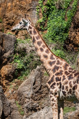 Poster Het eten van giraf op safari wilde rijden