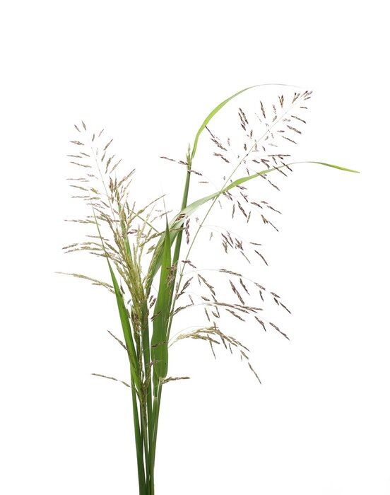 Poster Het grasriet van het riet dat op witte achtergrond, het knippen weg wordt geïsoleerd