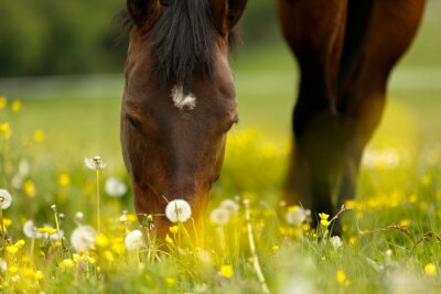 Het hoofd van een paard verbergt zijn mond in het gras
