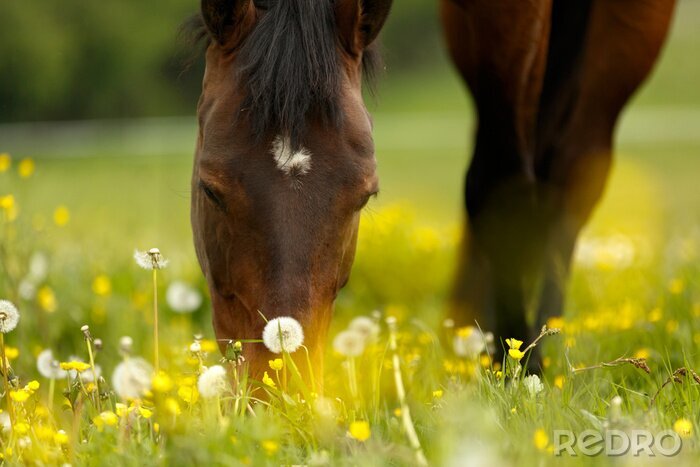 Poster Het hoofd van een paard verbergt zijn mond in het gras