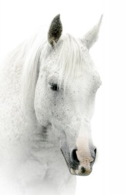 Het hoofd van het witte paard