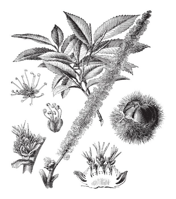 Poster Het motief van kastanjebladeren en vruchten