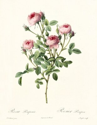 Poster Het thema van de natuur ter illustratie van rozen op een tak