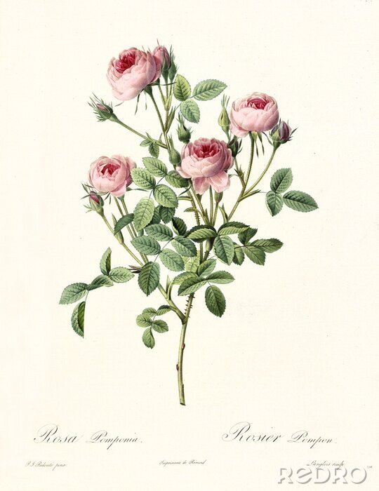 Poster Het thema van de natuur ter illustratie van rozen op een tak