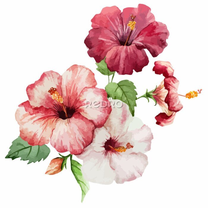 Poster Hibiscus bloemen
