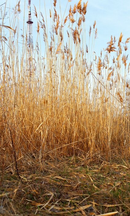 Poster High droog gras