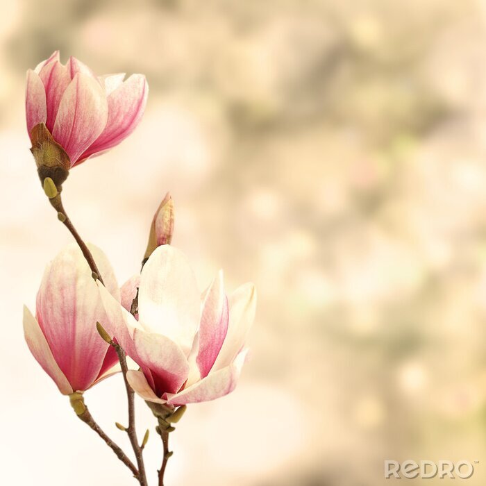 Poster Hippe magnolia's op beige achtergrond