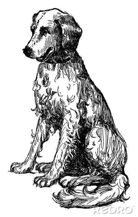 Poster Hond in zittende houding