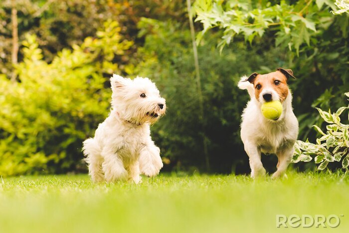 Poster Honden spelen met een bal