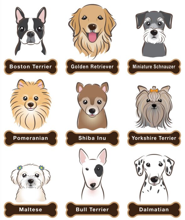 Poster Hondenrassen op een witte achtergrond