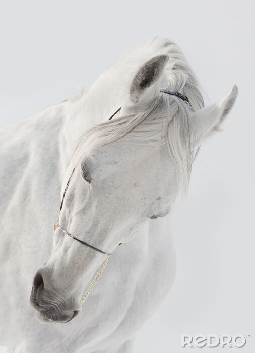 Poster Hoofd van het witte paard