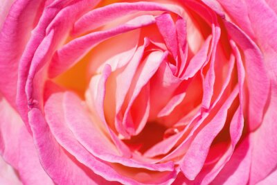 Hoofdje van een roze roos